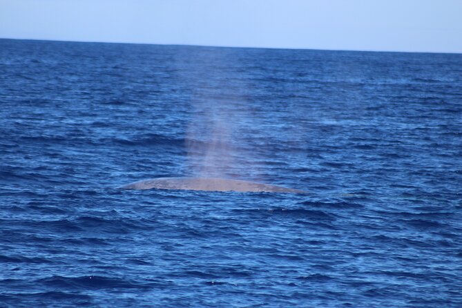 Magic Dolphin Celebrity - Coming Back to Funchal: Bays, Reid’s Hotel, and a Calmer Finish