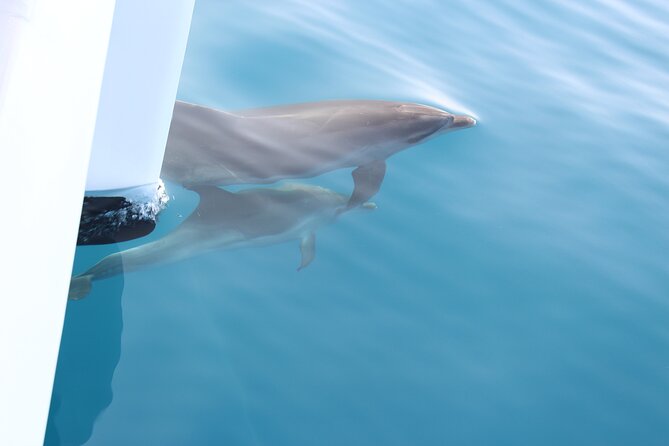 Magic Dolphin Celebrity - Should You Book Magic Dolphin Celebrity?
