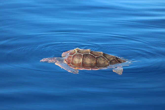 Magic Dolphin Celebrity - The Jeep Portion: East or West Madeira in a Single Morning or Afternoon