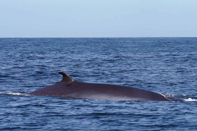 Magic Dolphin Sea Safaris - Speedboat Safari From Funchal Marina: What the 2 Hours Really Look Like