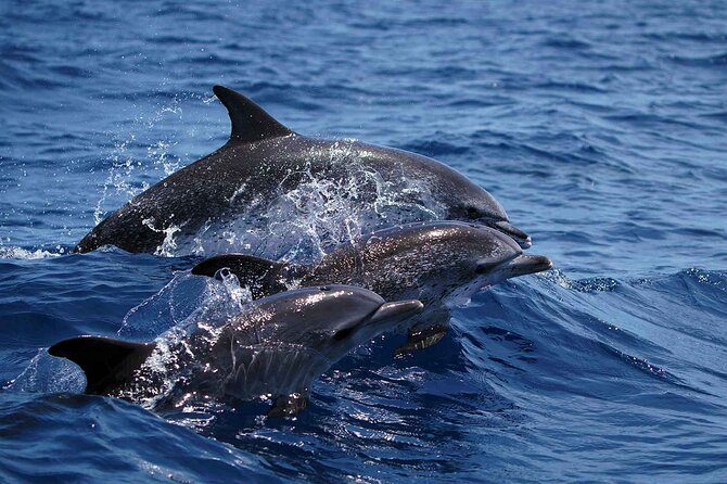 Magic Dolphin Sea Safaris - Price and Value: Is $60.49 Worth It?
