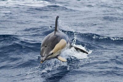 Magic Dolphin Sea Safaris - The Magic Dolphin Approach: Close Views, Respectful Distance