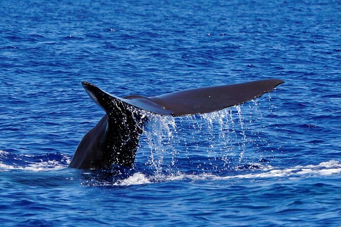 Magic Dolphin Sea Safaris - Your On-Water Itinerary: From Magic Dolphin to Offshore Scanning