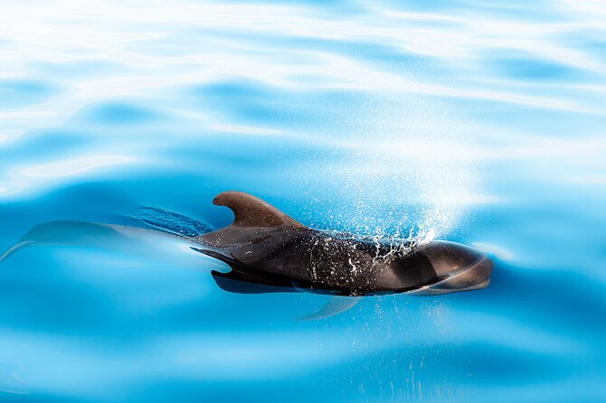 Magic Dolphin Sea Safaris - What You Might See: Dolphins, Whales, Turtles, and Ocean Birds