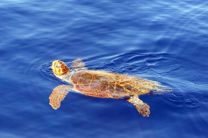 Magic Dolphin Sea Safaris - Comfort Tips for a Speedboat Ride You’ll Actually Enjoy