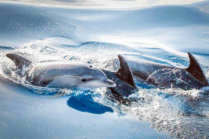 Magic Dolphin Sea Safaris - Who This Tour Fits Best (and Who Might Want a Different Plan)