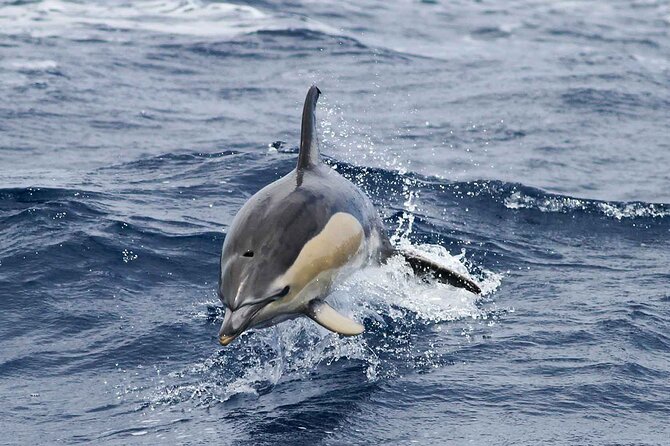 Magic Dolphin Sea Safaris - The Magic Dolphin Approach: Close Views, Respectful Distance