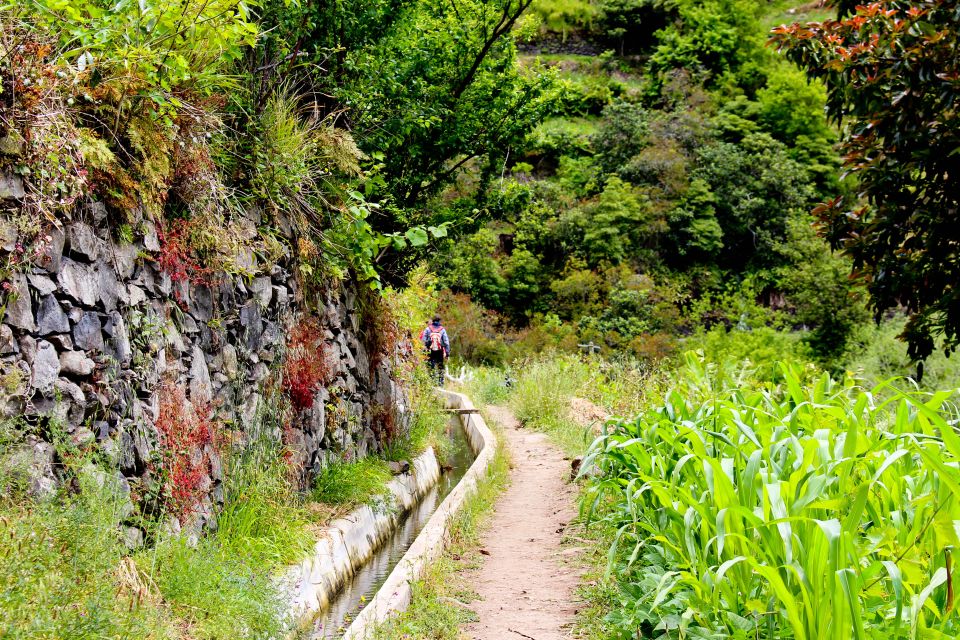 Maroços / Mimosa Valley - Levada Walk - Fruit Along the Path: A Simple Local Perk