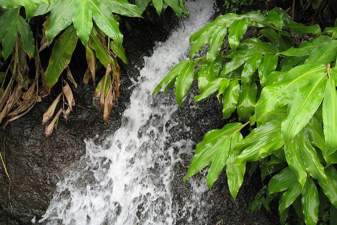 Maroços Mimosa Valley Levada Walk from Funchal - How the guide shapes your day (and why small groups matter)