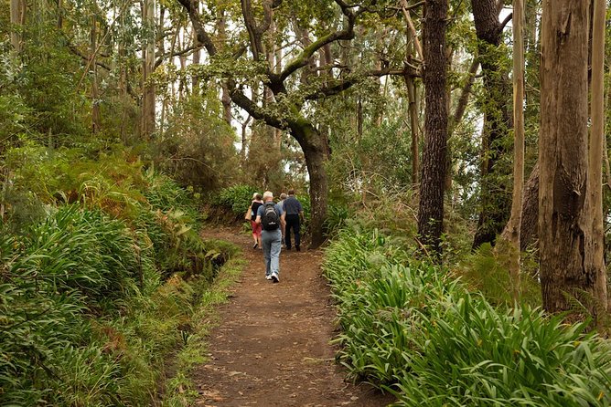 Mini -Combo East Challenge (Jeep & Levada Walk)- Shared Tour - Camacha Levada Walk: The 30-Minute “Pause” in the Trees