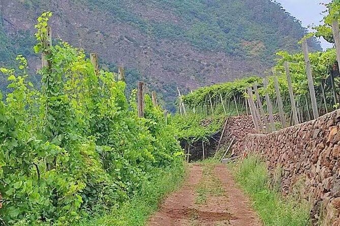 North Tour & Wine Tasting - 4x4 (Small Groups) - Santa Cruz church and market stop: a quick taste of everyday Madeira