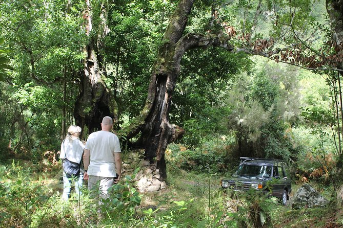 North Tour & Wine Tasting - 4x4 (Small Groups) - Cabanas mirador: North-coast views plus local fruit stops