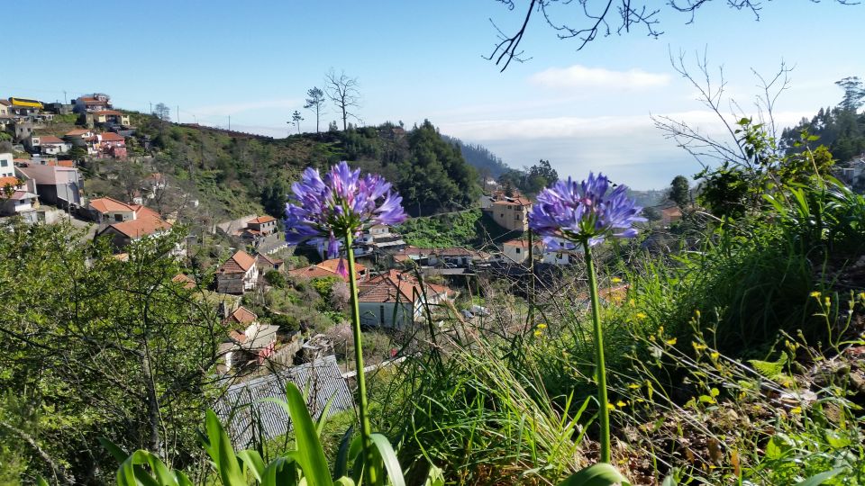 Paradise Valley half-day morning walk. - The levada trail: easy walking, big learning moments