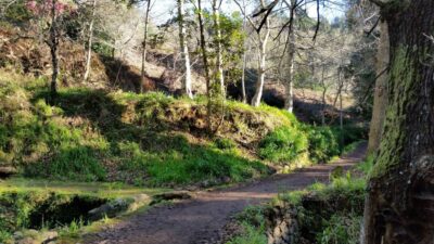 Paradise Valley half-day morning walk. - Pickup and logistics from Funchal, Caniço, and Garajau