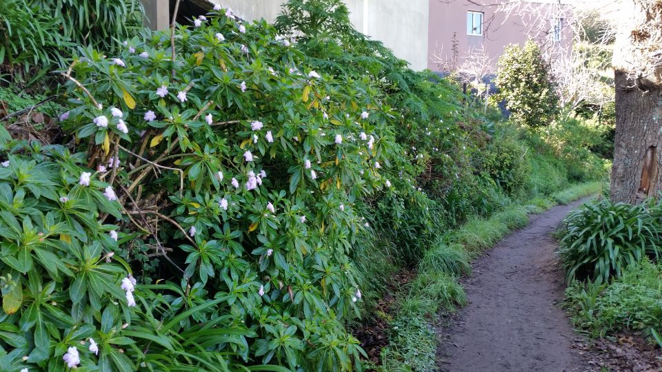 Paradise Valley half-day morning walk. - Camacha Village views: when the valley opens up