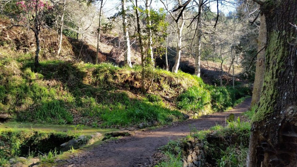 Paradise Valley half-day morning walk. - Pickup and logistics from Funchal, Caniço, and Garajau