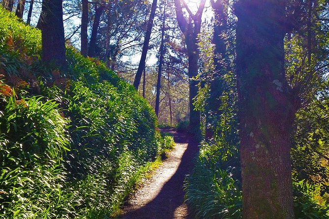 Paradise Valley - Levada Walk - How Easy Is This Walk, Really? (5.5 km, Mostly Flat)