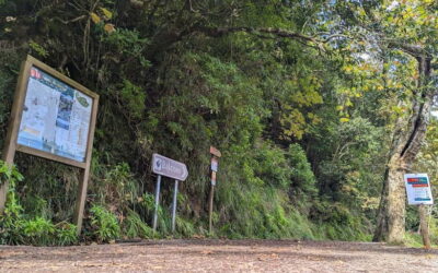 Pico do Arieiro in 4h: Immersive Private Experience (Cabrio) - The cabriolet drive: eucalyptus valley to Terreiro da Luta