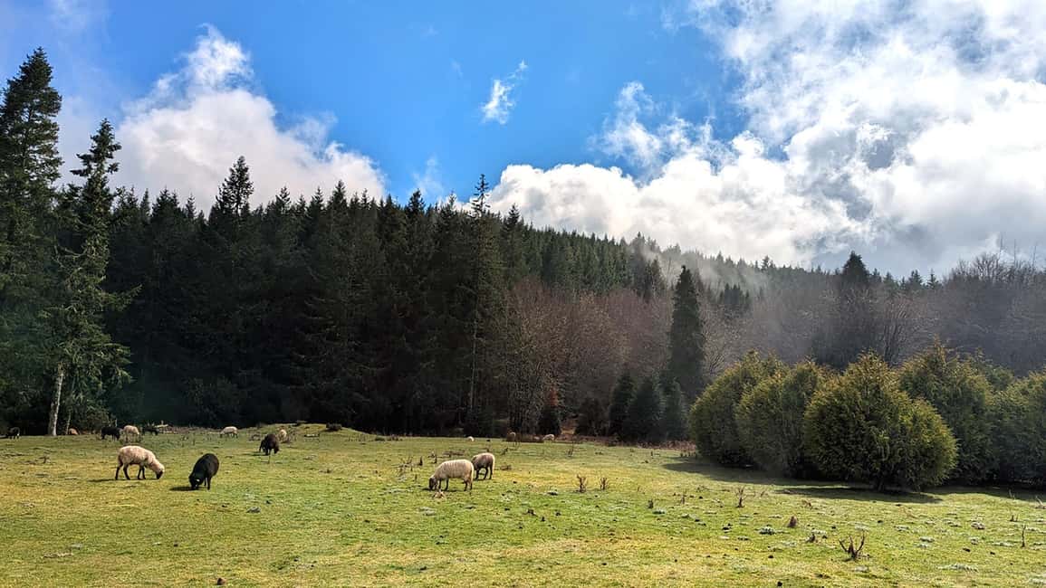 Pico do Arieiro in 4h: Immersive Private Experience (Cabrio) - Funchal Ecological Park and the UNESCO nature angle