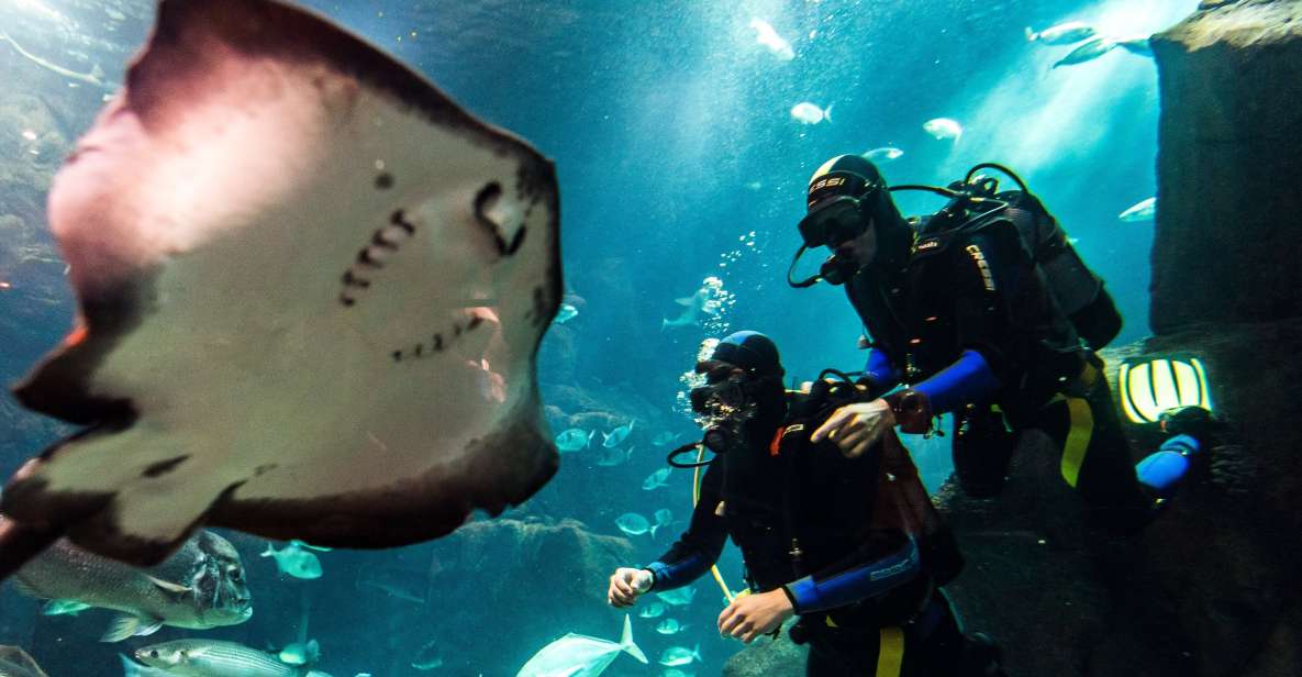 Porto Moniz: Diving with Sharks and Rays in Madeira Aquarium - Key things that make this experience work