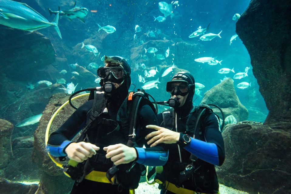 Porto Moniz: Diving with Sharks and Rays in Madeira Aquarium - Arriving at Aquário da Madeira in Porto Moniz