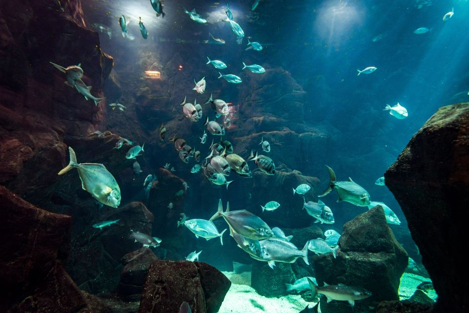 Porto Moniz: Diving with Sharks and Rays in Madeira Aquarium - Why the Lavapools warm-up is such a smart start