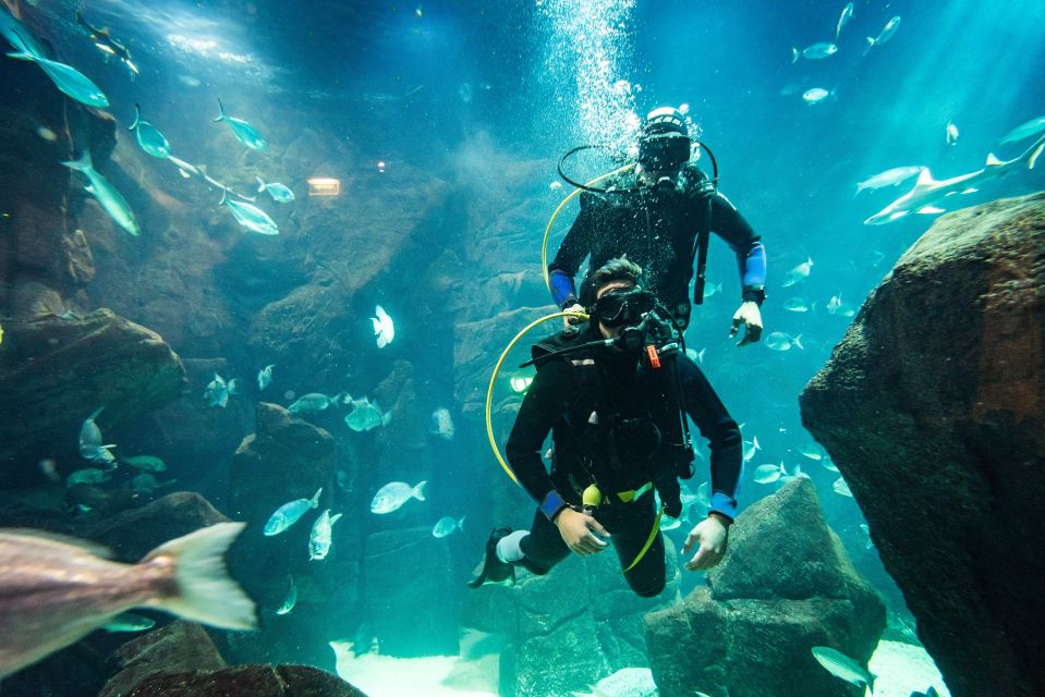 Porto Moniz: Diving with Sharks and Rays in Madeira Aquarium - The aquarium tour plus the technical-zone backstage walk