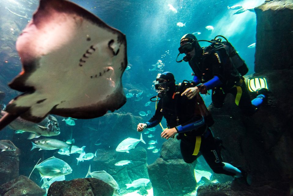 Porto Moniz: Diving with Sharks and Rays in Madeira Aquarium - The 3-hour flow: briefing, natural-pool practice, then the main tank swim