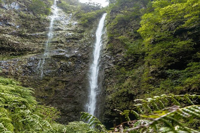 PR9 Caldeirão Verde Queimadas Levada Self-Guided Hiking Transfer - Levada Do Caldeirão Verde: Water Channel Walking Through Laurissilva Forest