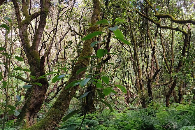 PR9 Caldeirão Verde Queimadas Levada Self-Guided Hiking Transfer - Elevation Without Drama: What the 872–1062 m Range Feels Like