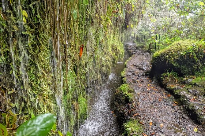 PR9 Caldeirão Verde Queimadas Levada Self-Guided Hiking Transfer - When Trails Change: Staying Flexible on Madeira
