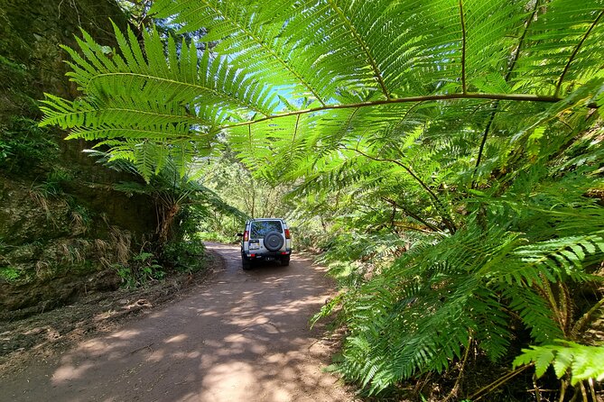 Private 4x4 Jeep Full Day Porto Moniz or Santana - What you should look for at each stop (so the time feels worth it)