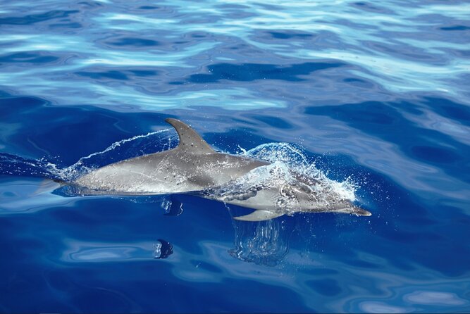 Private Dolphin and Whale Watching Tour in Madeira - Private at Sea from Calheta: What the 2.5-Hour Charter Feels Like