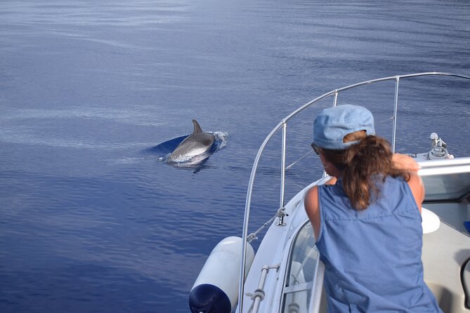 Private Dolphin and Whale Watching Tour in Madeira - Stop 2: Madeira Islands Time—Watching Dolphins, Pilot Whales, and More