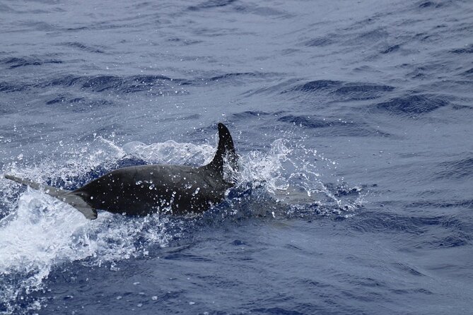 Private Dolphin and Whale Watching Tour in Madeira - The Snorkeling Break: A Swim in Madeira That’s Actually Supported
