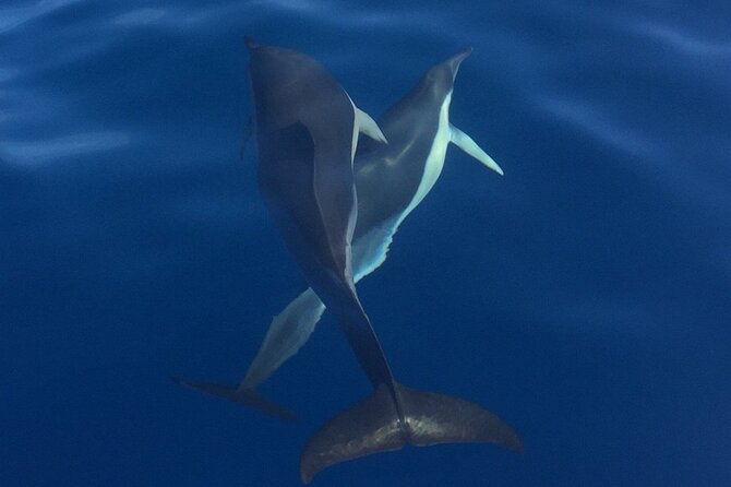 Private Dolphin and Whale Watching Tour in Madeira - Included Drinks, Comfort Gear, and the Photo Factor