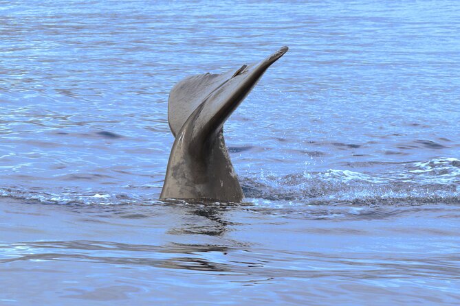 Private Dolphin and Whale Watching Tour in Madeira - Weather, Wildlife Reality, and Timing Tricks (including Sunset Runs)