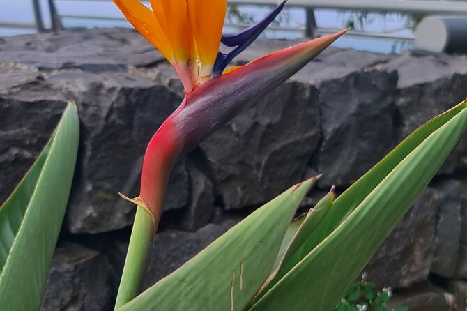 Private Full Day Island Tour in Madeira - Seixal’s Black Sand Beach and Ribeira da Janela: Coastal Stops That Feel Like a Photo Walk