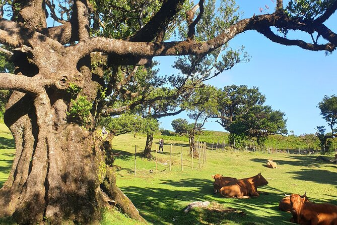 Private Full Day Tour by Jeep 4x4 West Side Madeira - Porto Moniz natural swimming pools: lunch plus optional volcanic water