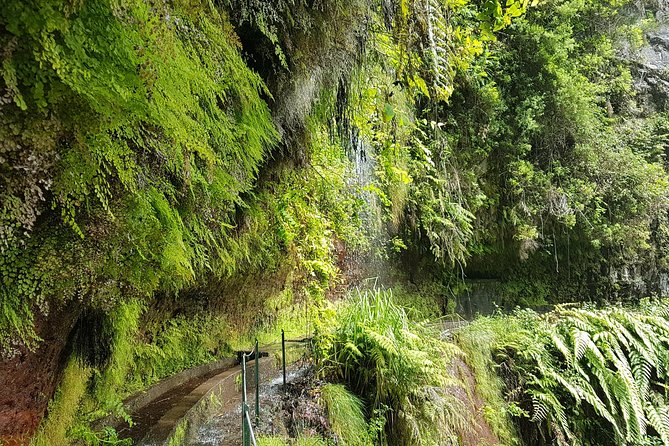 Private Guided Walk Levada do Rei - Why This Private Levada Walk Feels Worth the Effort