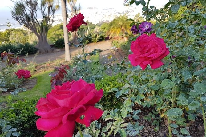 Private Halfday Madeira Garden Tour - How the schedule really works for a half-day in Funchal