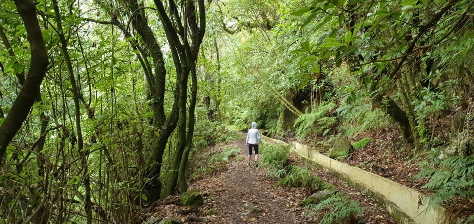Private Jeep Tour West-Side Natural Pools - Paul da Serra and Fanal: walking where the trees feel otherworldly