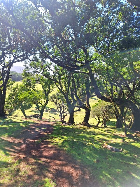Private Madeira Highlights Full Day Tour - Who This Private Tour Is Best For
