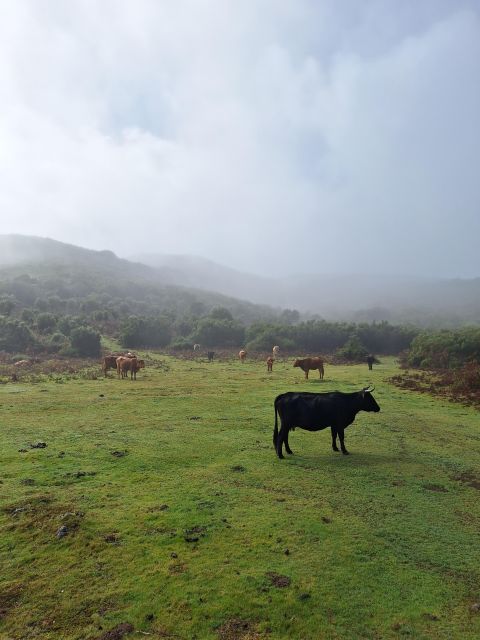 Private Madeira Highlights Full Day Tour - Cabo Girão Tickets, Private Guide, and the Value Behind the $111 Price