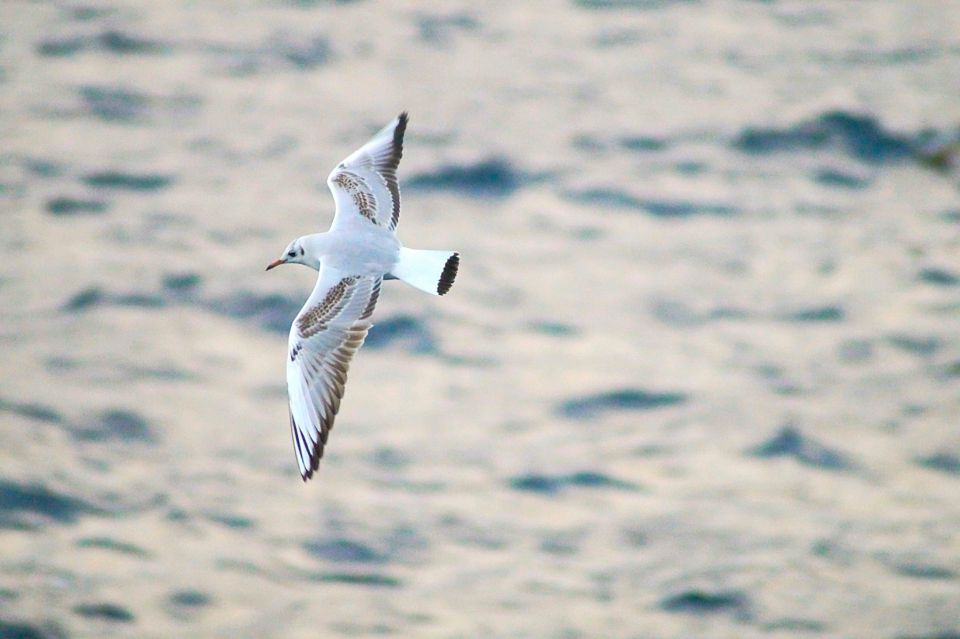 Quinta do Lorde: Ponta de São Lourenço Water Taxi - FAQ