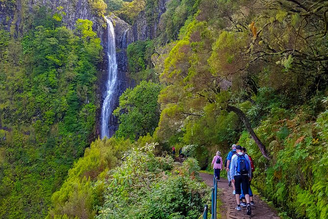 Rabaçal 25 Fontes Levada Walk in Small Groups - The Forest Backdrop: Why Laurissilva Makes This Walk Special