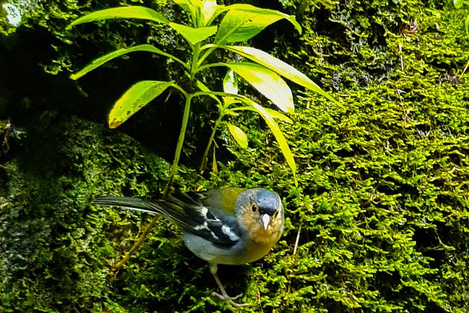 Rabaçal 25 Fontes Levada Walk in Small Groups - Who This Tour Suits Best (and Who Might Not Love It)