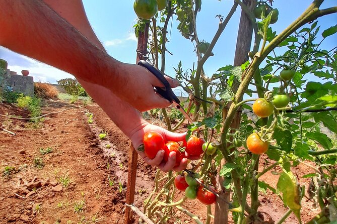 "Re-Canto" Farm-to-Table with Stunning Views at Madeira - A Farm-to-Table Dinner With Real Madeira Attitude
