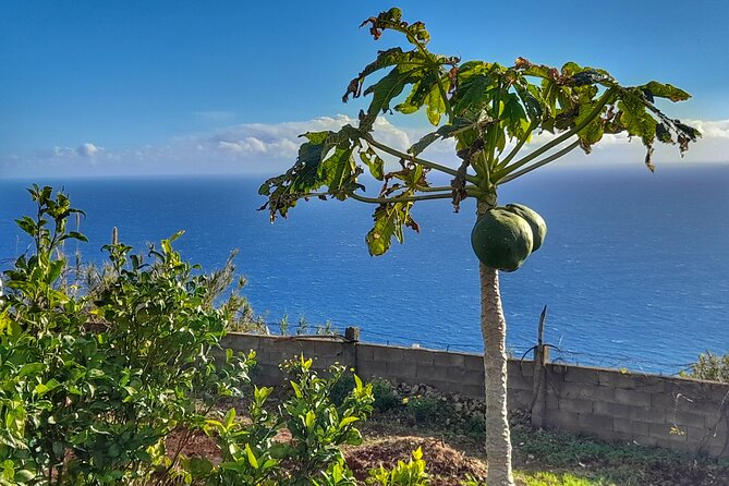 "Re-Canto" Farm-to-Table with Stunning Views at Madeira - Harvesting the Ingredients: Short, Fun, and Not Too Staged