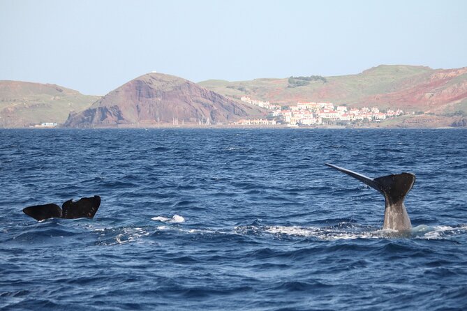 Responsible Whales and/or Dolphins Watching Tour - Key Points You’ll Care About
